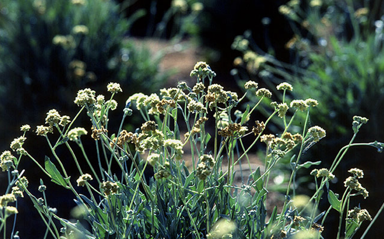 la plante Guayule