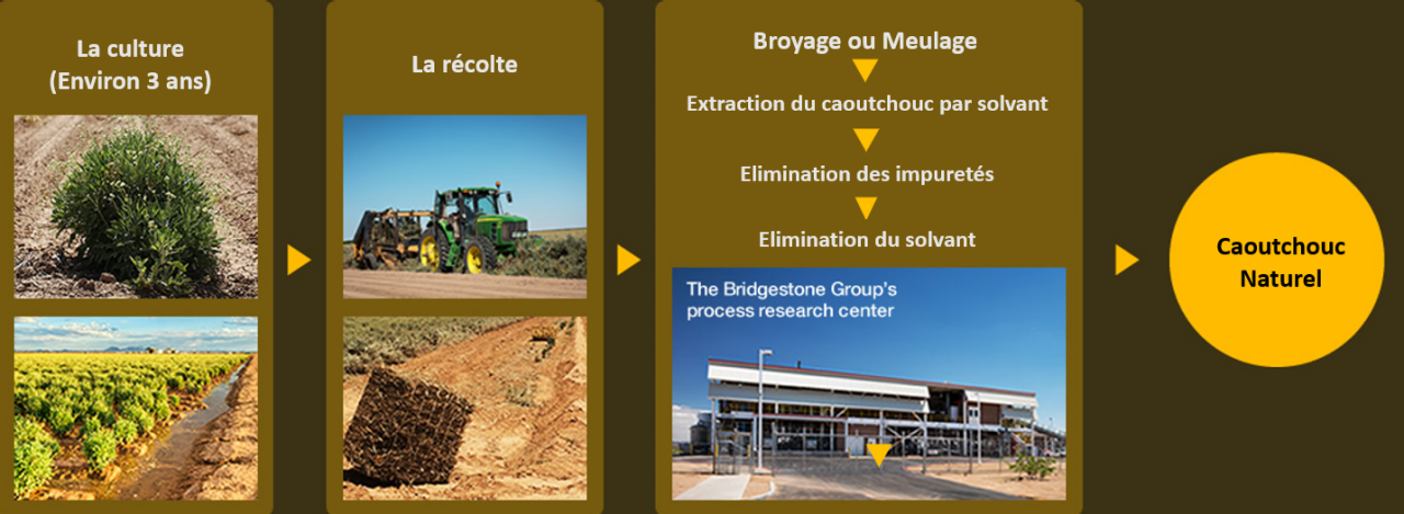 Aperçu du processus : du guayule au caoutchouc