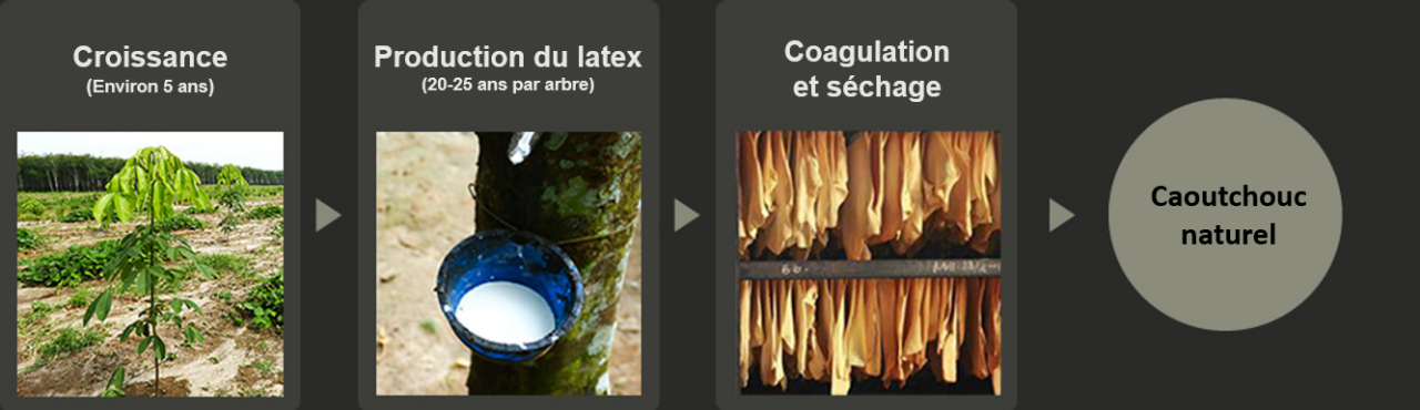 Aperçu du processus de transformation de l'hévéa en caoutchouc